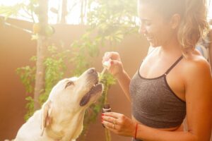 CBD Dosage for Your Pet CBD Extracts